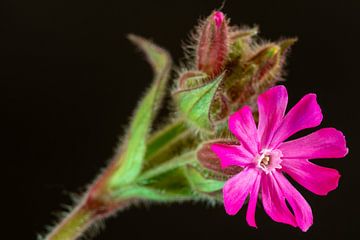 Silena colorato een fluweelzachte bloem van Jolanda de Jong-Jansen