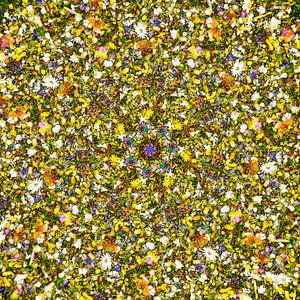 A Bee's Woodstock
