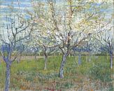 Obstgarten mit blühenden Aprikosenbäumen, Vincent van Gogh von Meesterlijcke Meesters Miniaturansicht