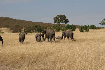 Olifanten op de steppe in Kenia van Willy Sybesma