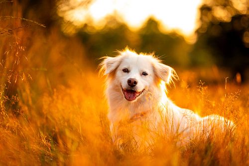 Weißer Hund auf dem Moor bei Sonnenuntergang