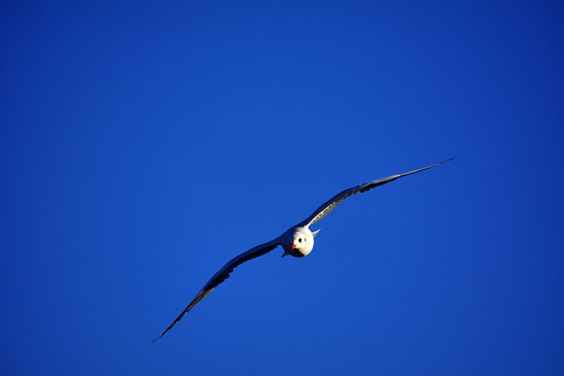 Oogcontact van Edgar Schermaul