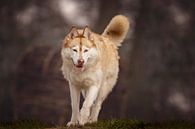 Le husky sibérien Nanook par Petra Lakerveld Aperçu