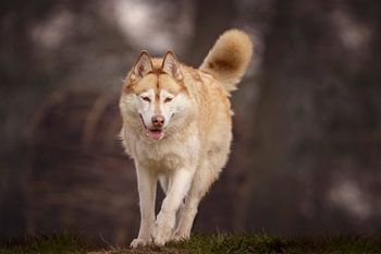 Sibirischer Husky Nanook