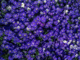 Purple ground flowers