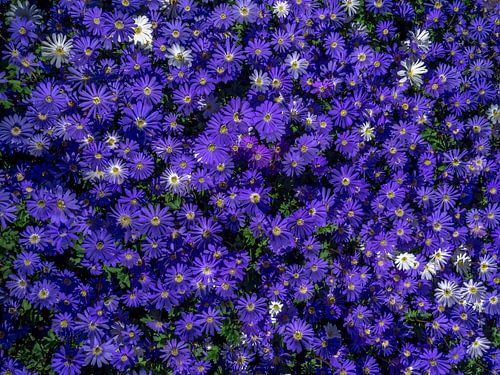 Purple ground flowers