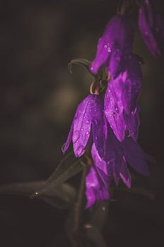 a soft macro shot of a field bellflower