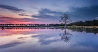 1 boompje in het water tijdens zonsondergang van Martijn van Dellen thumbnail