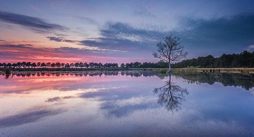 1 boompje in het water tijdens zonsondergang