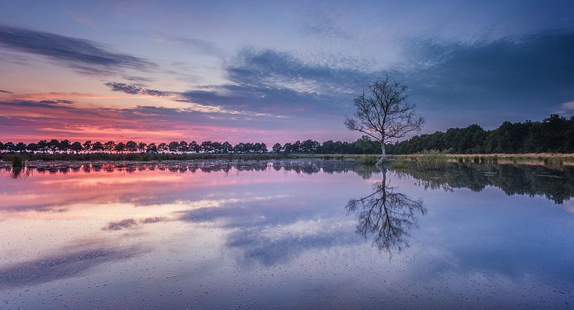 1 arbre dans l'eau au coucher du soleil par Martijn van Dellen