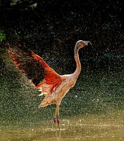 Flamingo - klaar om te vliegen/wasdag :-)
