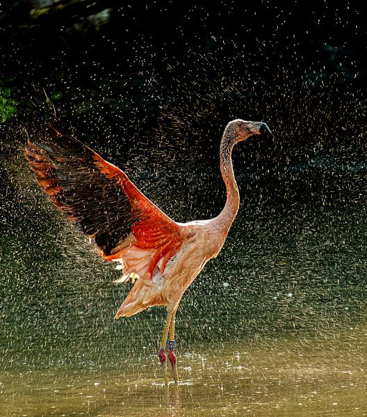Flamingo - klaar om te vliegen/wasdag :-) van Michael Jäkel