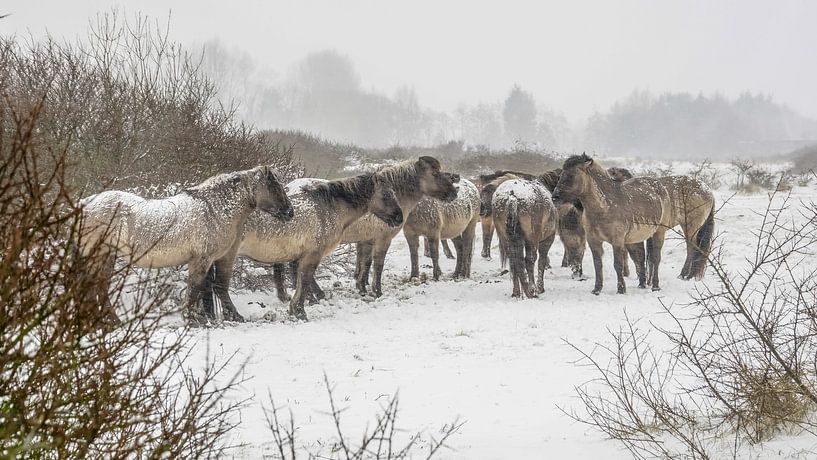 Konik horses in the snow by Dirk van Egmond