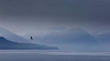 Rabe für Fjordlandschaft von Sam Mannaerts