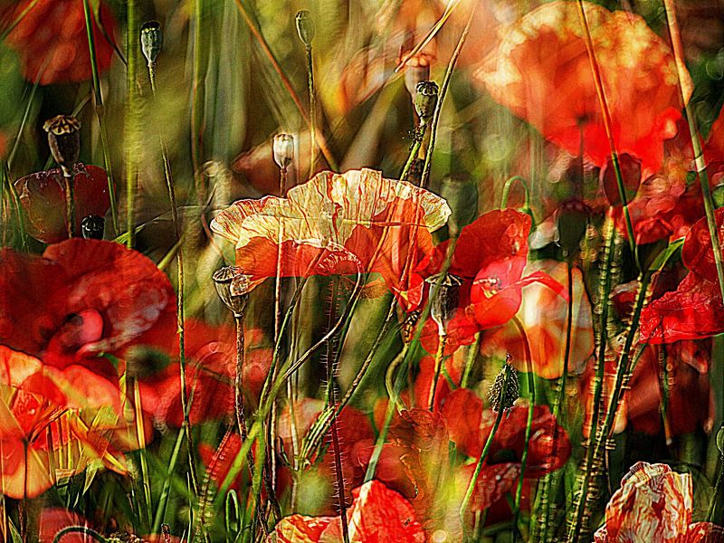 Mohnblumen beim Sonnenbad im Wind von Anita Snik-Broeken