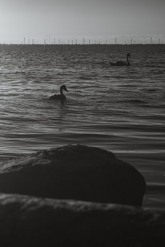 Das Entenküken und der Schwan