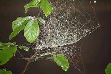 Spinnenweb met ochtenddauw tussen beukenbladeren van Judith van Wijk