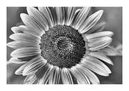 Flower by Peter Balan thumbnail