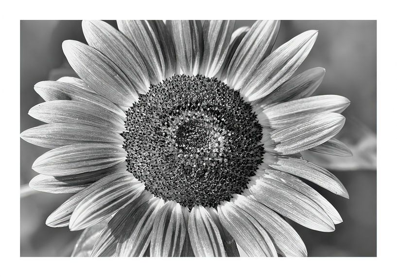 Flower by Peter Balan