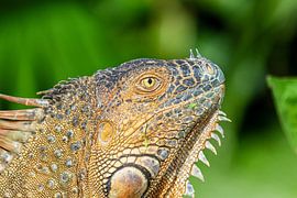 Green Iguana Portrait by Tilo Grellmann
