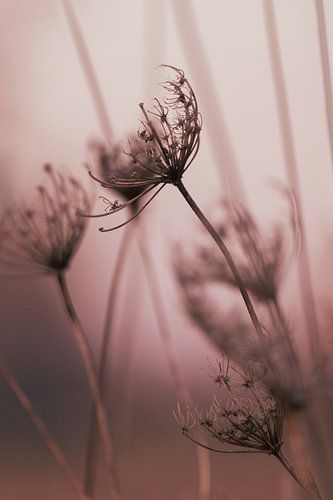 Soft Light Wild Flower Seed Heads by Imladris Images