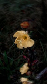 Fleur jaune sur fond vert sur Sharon Kastelijns