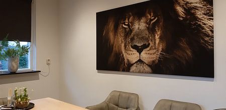 Dunkler Löwenkopf Nahaufnahme, während er Sie direkt anschaut