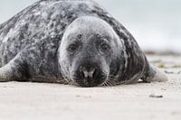 Grijze zeehond