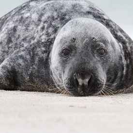 Le phoque gris sur Rick Willemsen