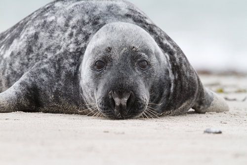 Grey Seal
