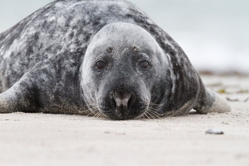 Grey Seal by Rick Willemsen