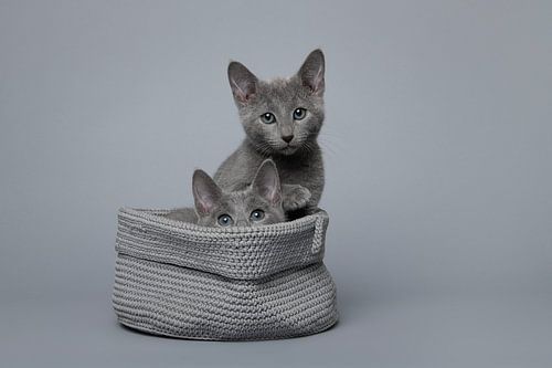 Zwei süße graue russisch blaue Kätzchen in einem grauen Korb auf einem grauen Bac