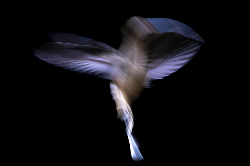 Hummingbird Dance 2 by Andius Teijgeler