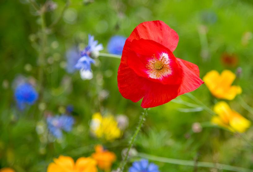 Summer meadow by Bo Valentino