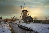 Real Holland