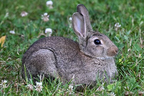 Lapin