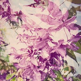 Red Japanese Maple