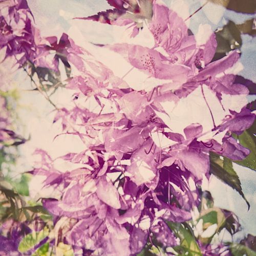Red Japanese Maple by Michael Schulz-Dostal