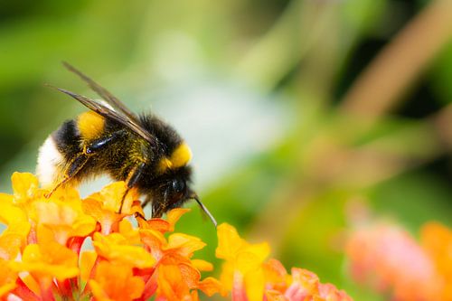 Bourdon sur une fleur