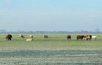 Nederlands landschap met een kudde schapen op een bevroren weiland bij Woerden, Utrecht, Nederland van Robin Verhoef thumbnail