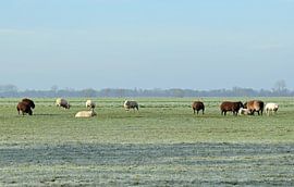 Niederländische Landschaft mit einer Schafherde auf einer gefrorenen Wiese bei Woerden, Utrecht, Nie von Robin Verhoef