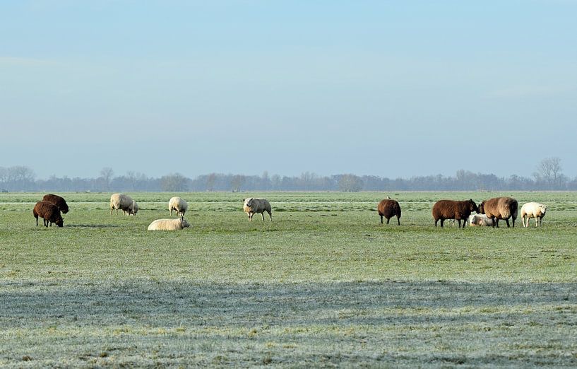 Nederlands landschap met een kudde schapen op een bevroren weiland bij Woerden, Utrecht, Nederland van Robin Verhoef