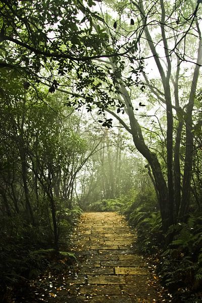 pad en stappen in een mistig mystiek bos. china, Zhangjiajie National Forest Park van Michael Semenov