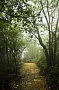 pad en stappen in een mistig mystiek bos. china, Zhangjiajie National Forest Park van Michael Semenov thumbnail