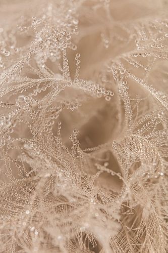 Kleine waterdruppeltjes versieren de pluisjes van een veer