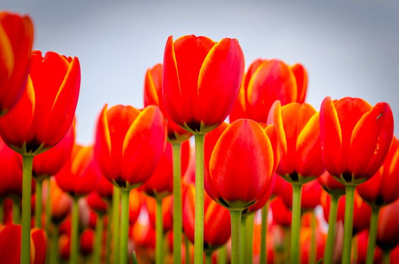 The Tulip as an eye-catcher by Grietje Houkema