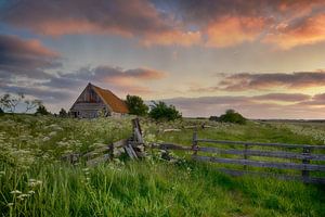 Enclos à moutons Texel au coucher du soleil