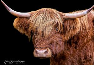 Schotse Hooglanders van Hans-Bernd Lichtblau