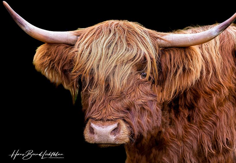 Scottish Highland Cattle by Hans-Bernd Lichtblau