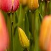 Tulipe en bouton avec gouttes de pluie sur Marianne Eggink - Photographie et l'art digitale